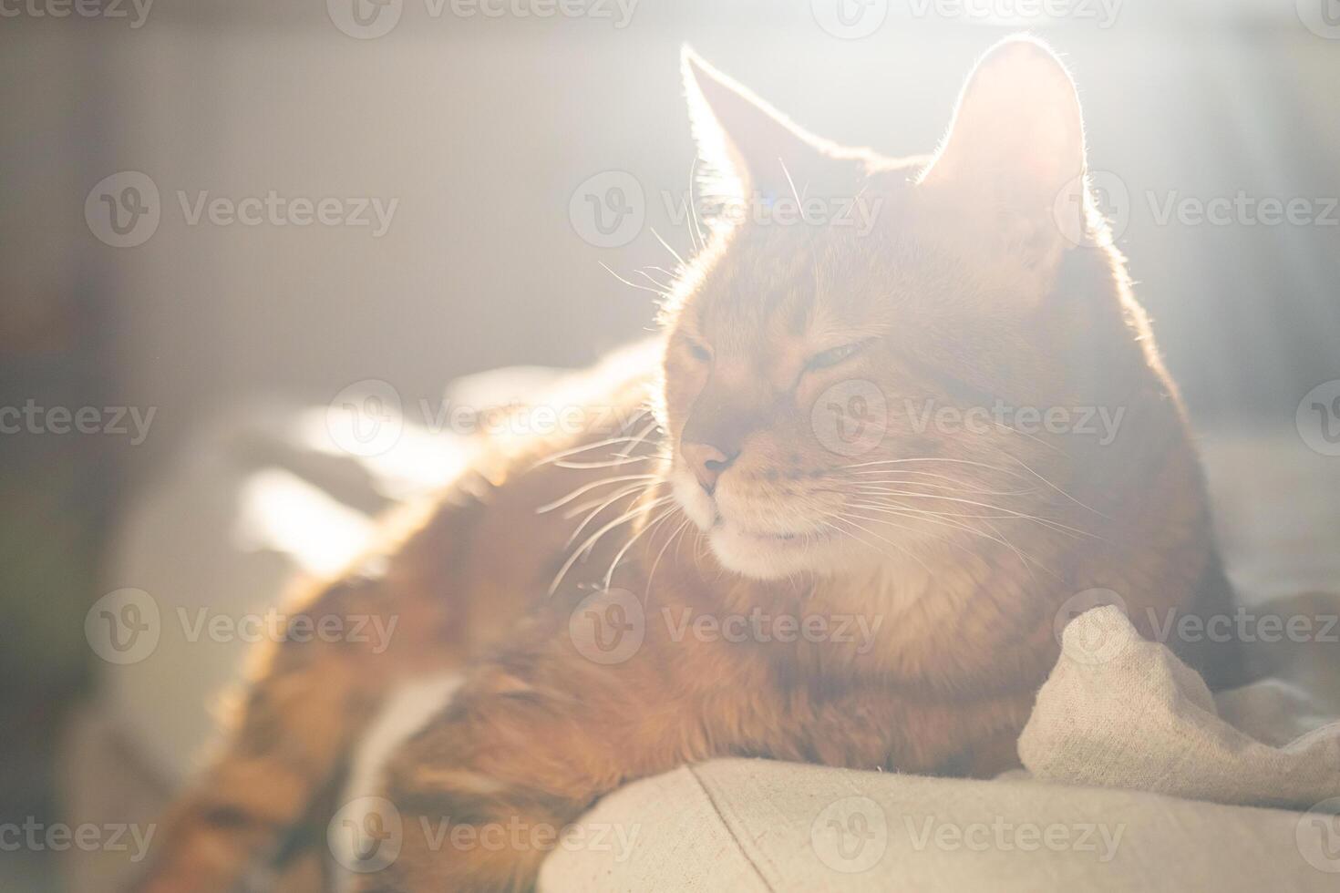 Lazy ginger cat resting in sunlight photo