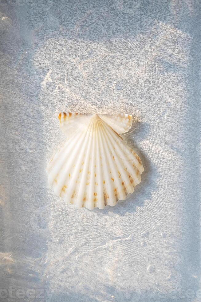 Marine shell underwater, still life photo