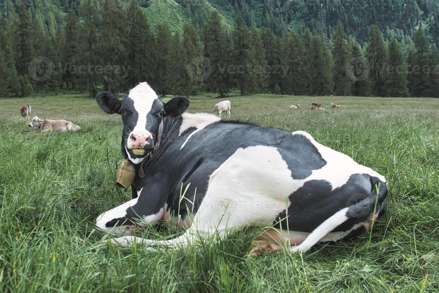 Friesian cow in the meadow photo