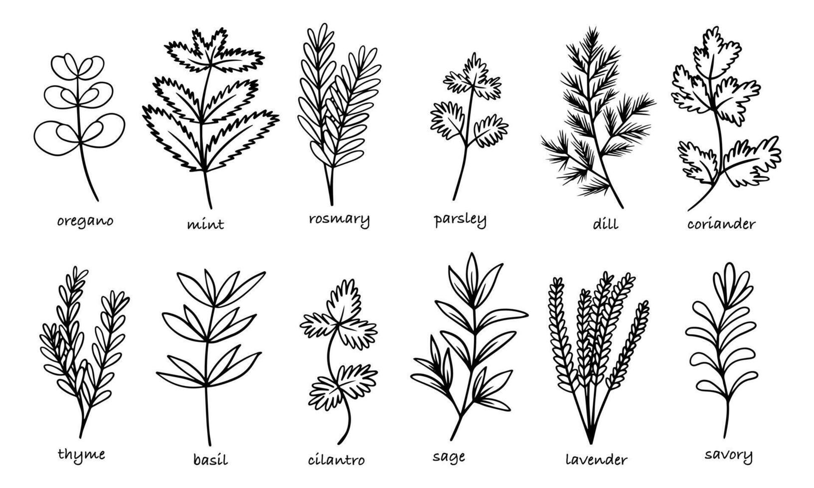 Set of spices, cooking herbs and seasonings in sketch style. set of hand drawn cooking herbs vector