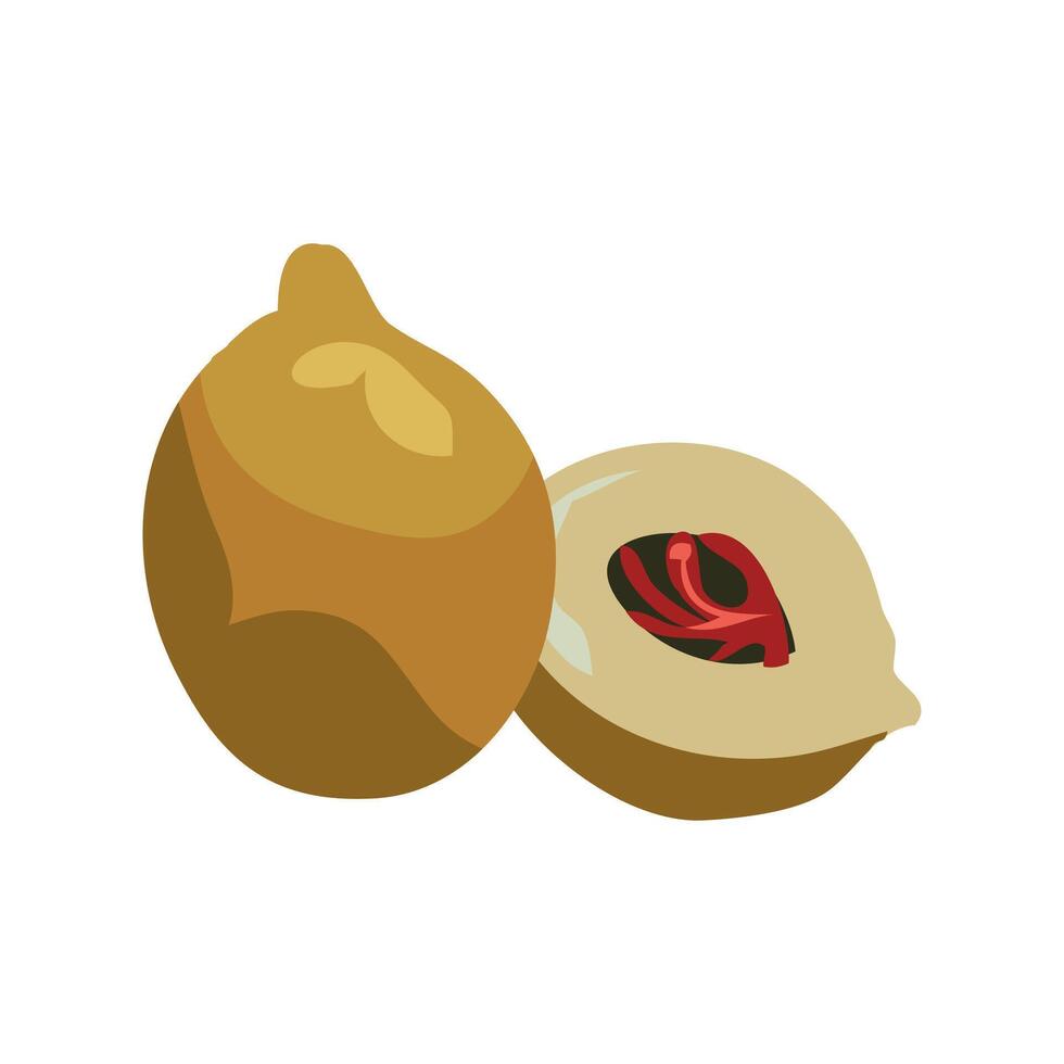 jathikka or netmeg clipart in yellow colour with seed covered in red coat vector