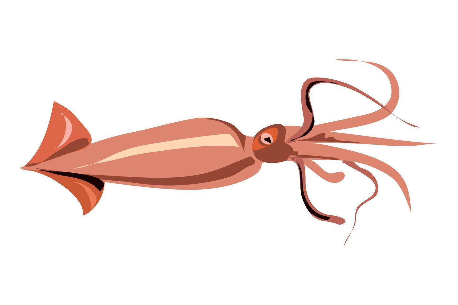 calamar or pink color squid marine mammal illustration vector
