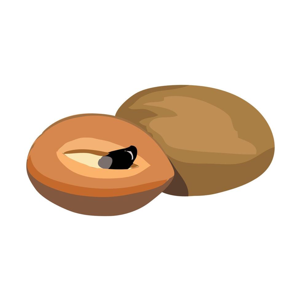 chiku or Sapodilla fruit clipart vector