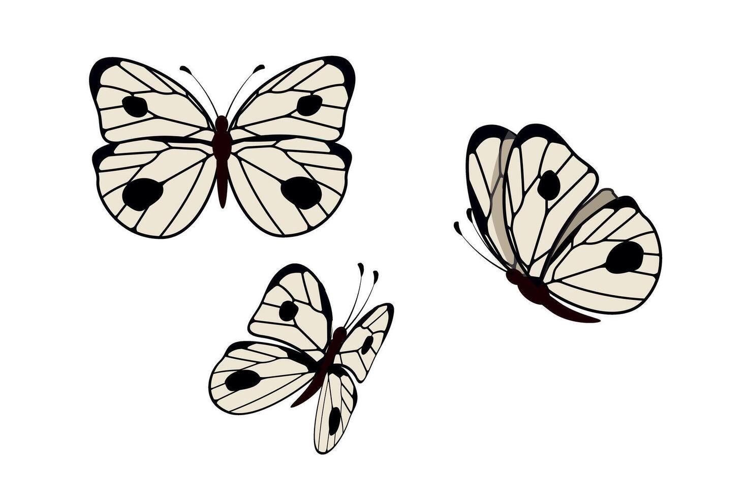 Day white butterfly Pieris brassicae family Pieridae. Set with different angles vector