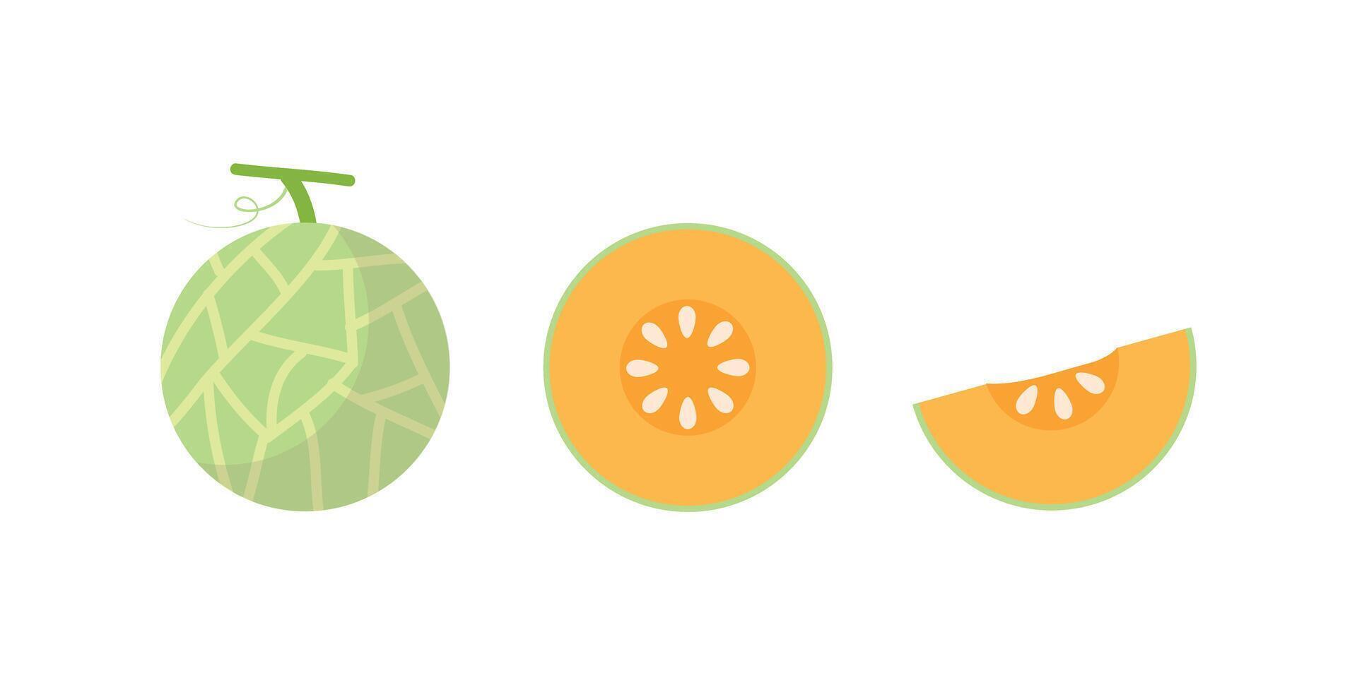 melon . melon on white background. wallpaper. free space for text. vector