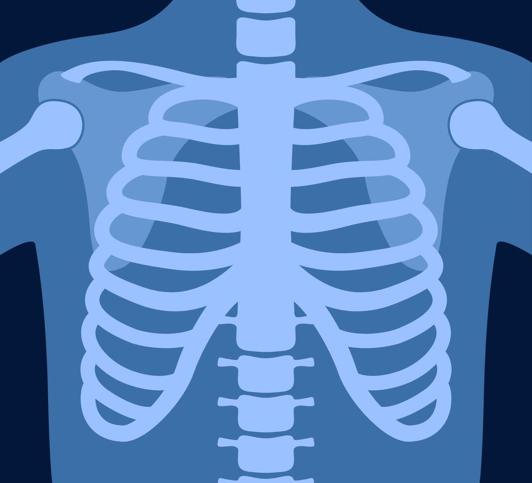 X ray of human skeleton chest and pelvis human bones. Torso roentgen shot. Medical analyzing. Anatomical bone medicine laboratory radial scan for disease diagnostic health care checkup. . vector