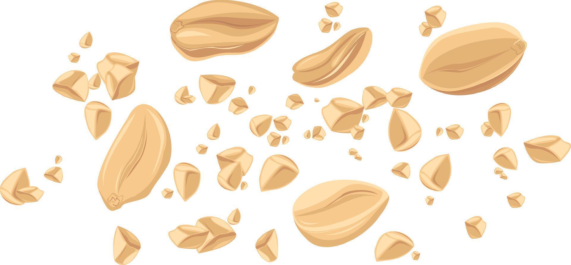 Peanuts. For design projects, food packaging, advertising, or creating educational materials, ideal for use in food-related brandings vector