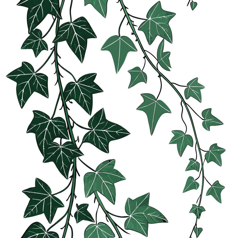 Ivy vines on a white background vector