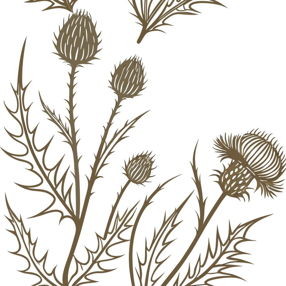 Thistle flowers on a white background vector