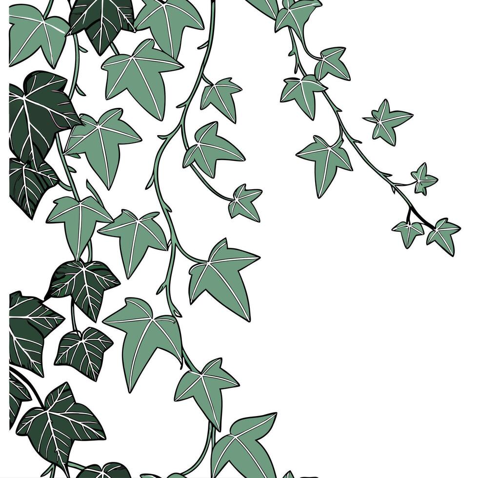 Ivy vines on a white background vector
