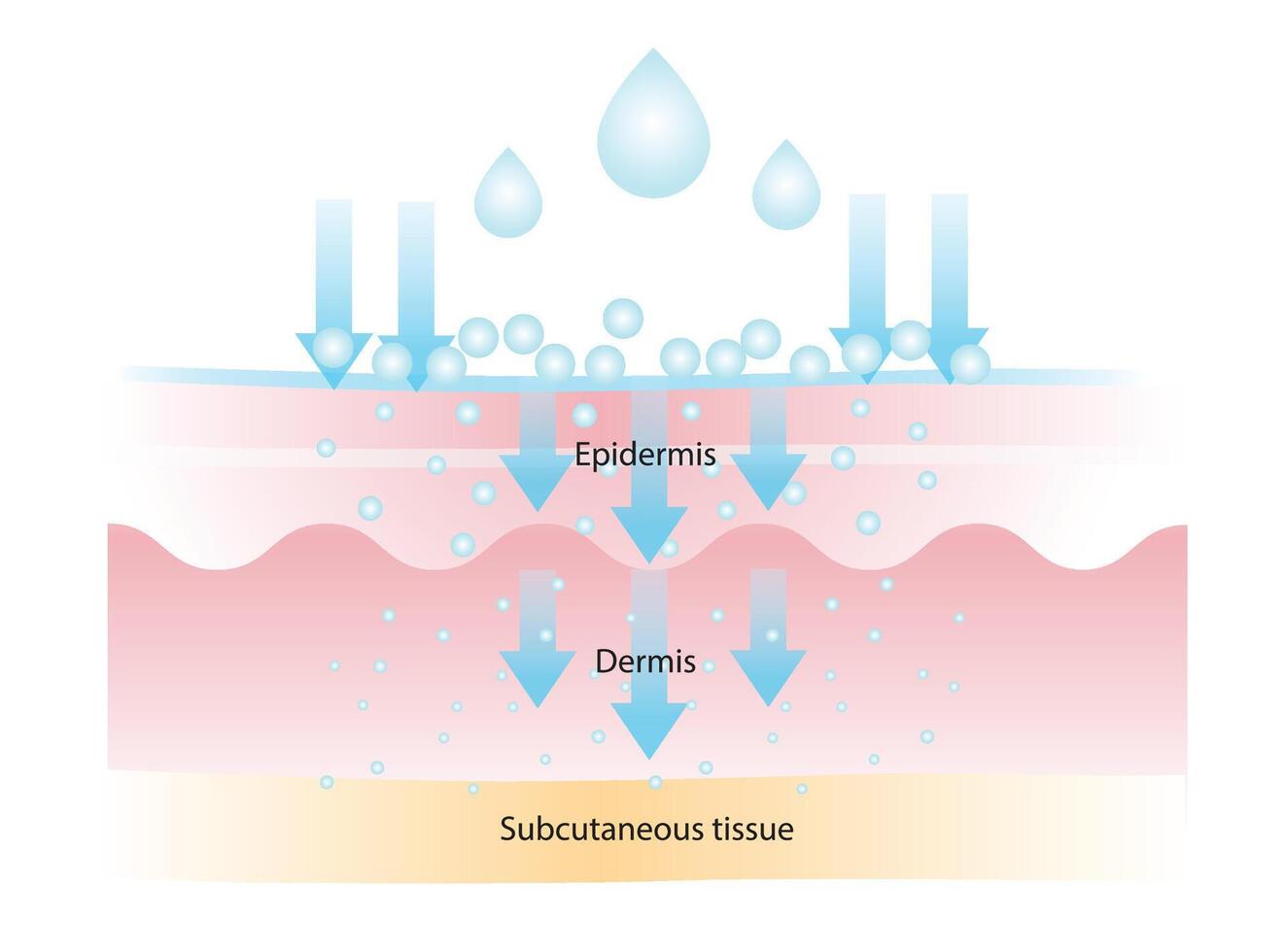 The different of molecular weight hyaluronic acid illustration. High molecular HA stay on surface to lock in moisture, medium helps to improve elasticity, low helps with deep hydration and plump. vector