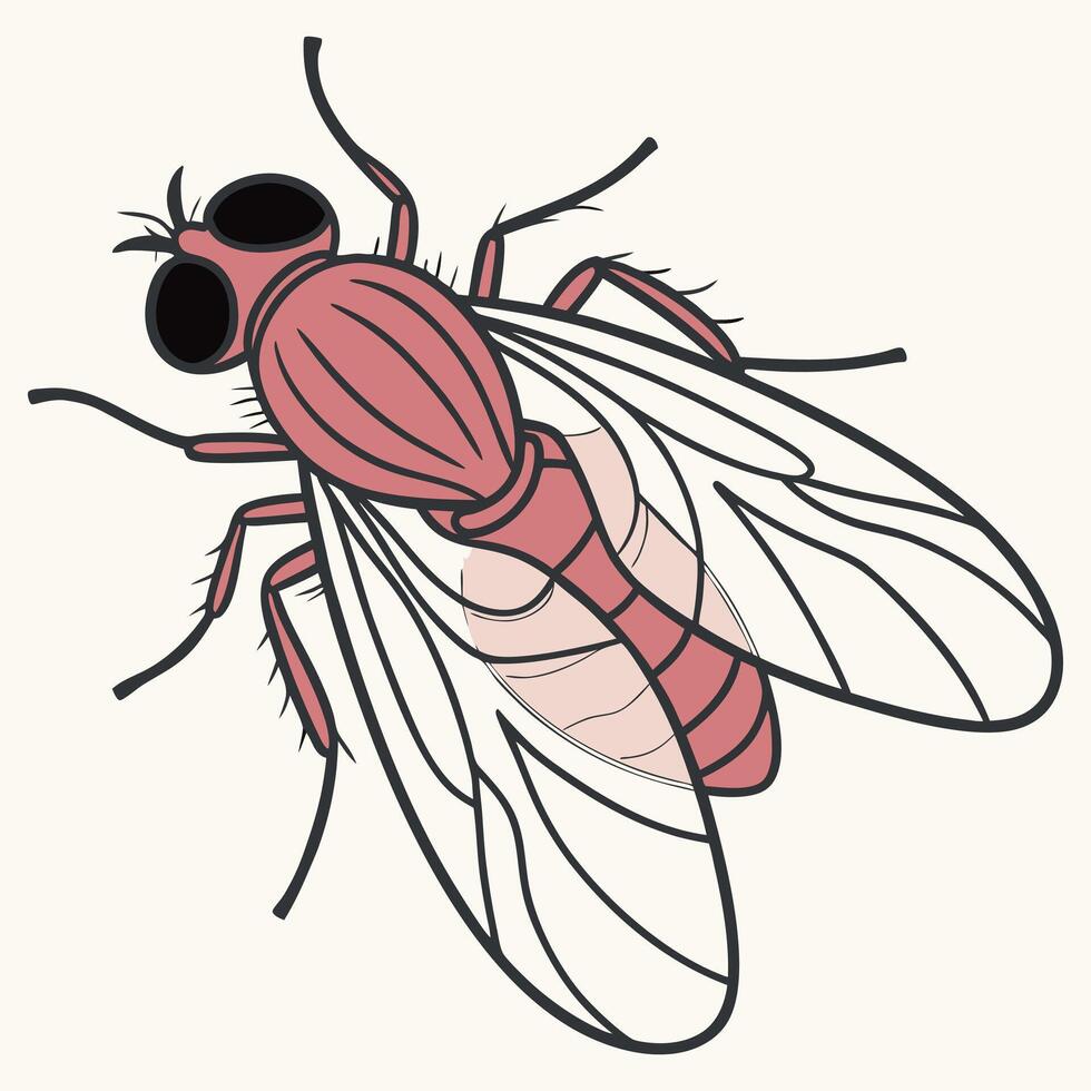 Detailed Illustration of a Fruit Fly vector