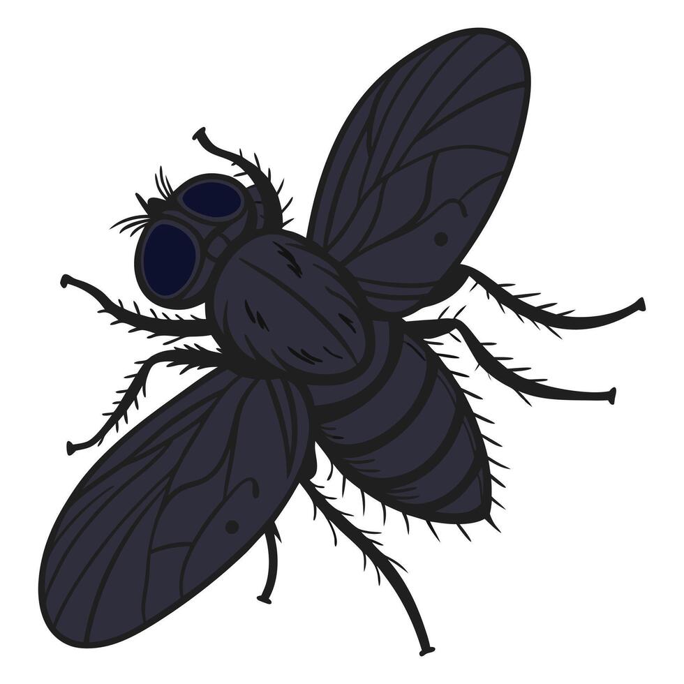 Close Up Art of a House Fly vector