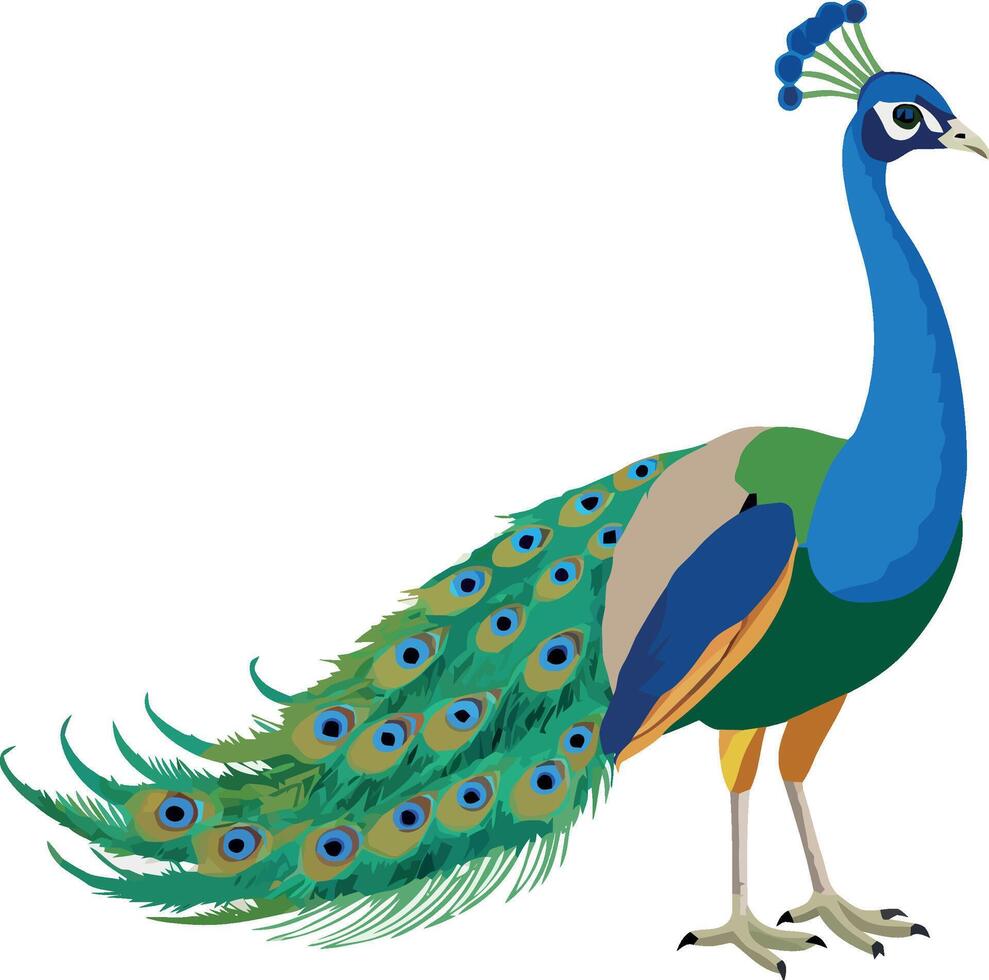 Colorful peacock showing its beautiful feathers, a symbol of beauty and elegance vector
