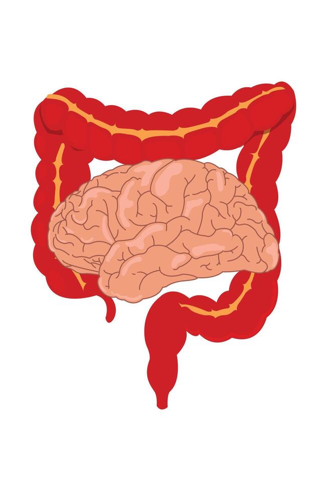 This image illustrates the connection between the brain and the gut's nervous system, known as the second brain. eps 10 vector