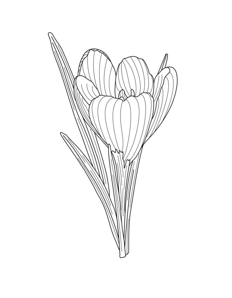 Crocus spring flower tender wildlife plant with stem and leaves, outline hand drawn illustration, floral design element, clipart for invitation, card, botanical line art vector