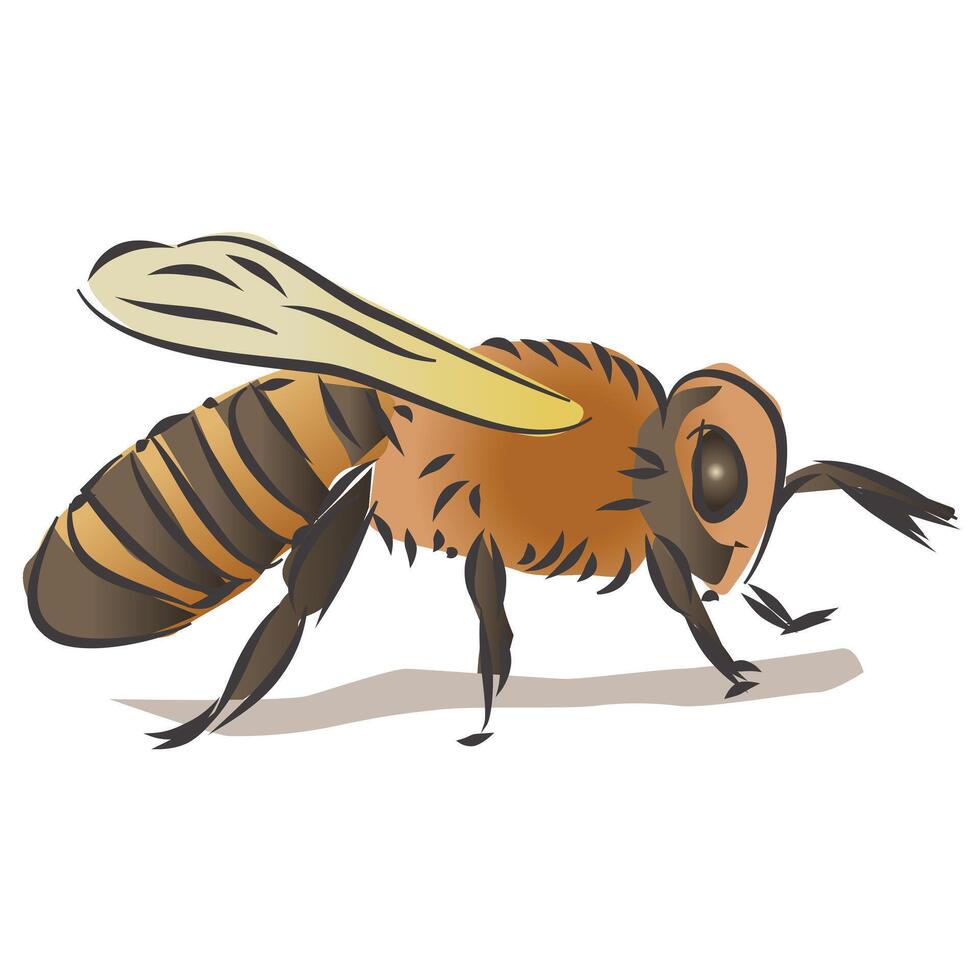 Bee Drawing and Illustration vector
