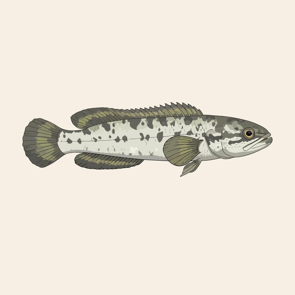 Illustration of a Spotted Snakehead Fish vector