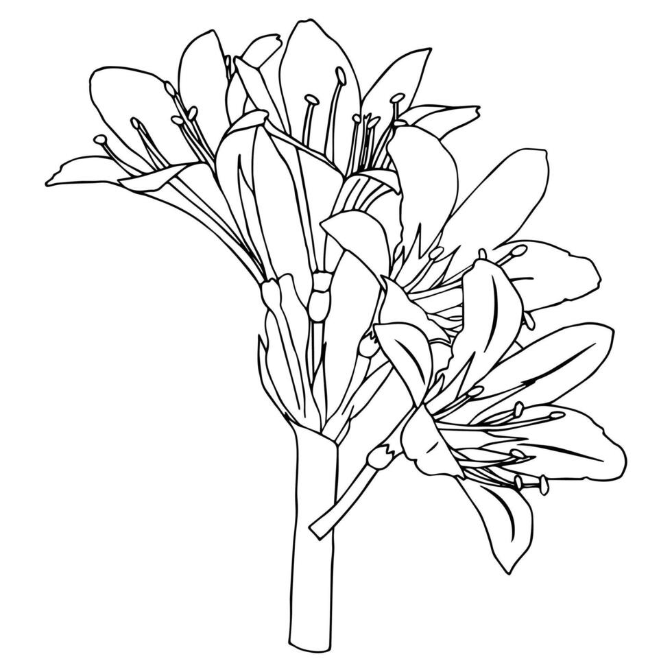 Simple bouquet of lilies in doodle style. vector