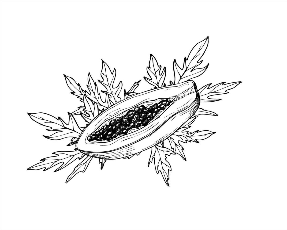 monochrome fresh half papaya fruit with seeds among leaves hand drawn illustration painted by black inks. Sweet pawpaw plant graphic sketch illustration. Summer juicy fruits for print vector