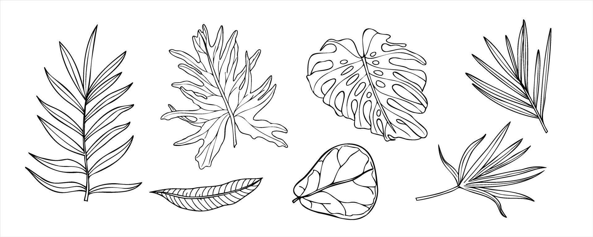 Palm areca, monstera, Ficus leaves illustration painted by black inks on isolated background. Tropical plants set linear drawing in etching style. Jungle foliage for greeting design, label vector