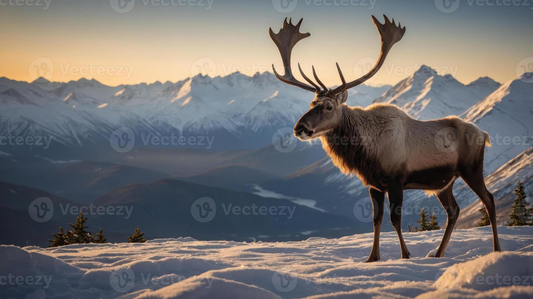 A majestic reindeer stands on snow-covered terrain with mountains in the background during sunset. photo