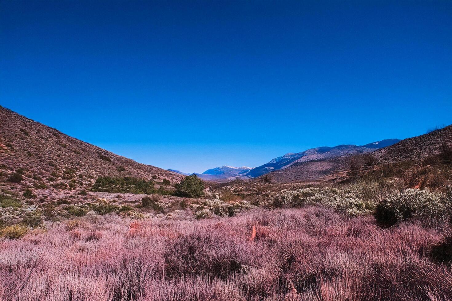 Desert valley landscape, clear sky, hiking trail, arid plants photo