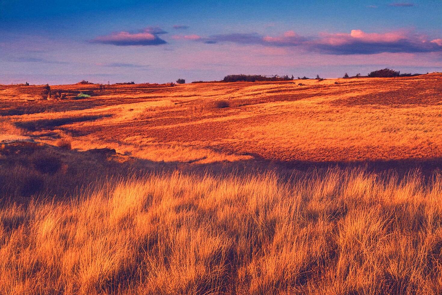 Golden Sunset over Coastal Grasslands photo