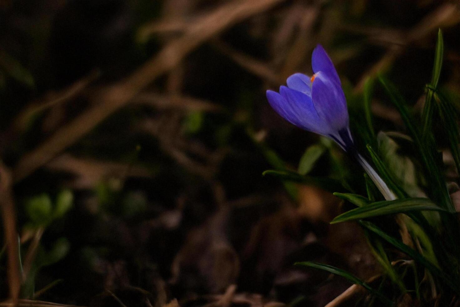 Single purple crocus blooming in forest undergrowth photo