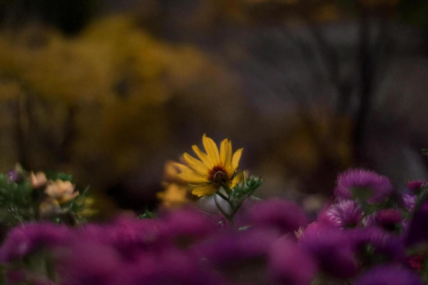 Yellow flower blooms, autumn garden, blurred background, nature photography photo