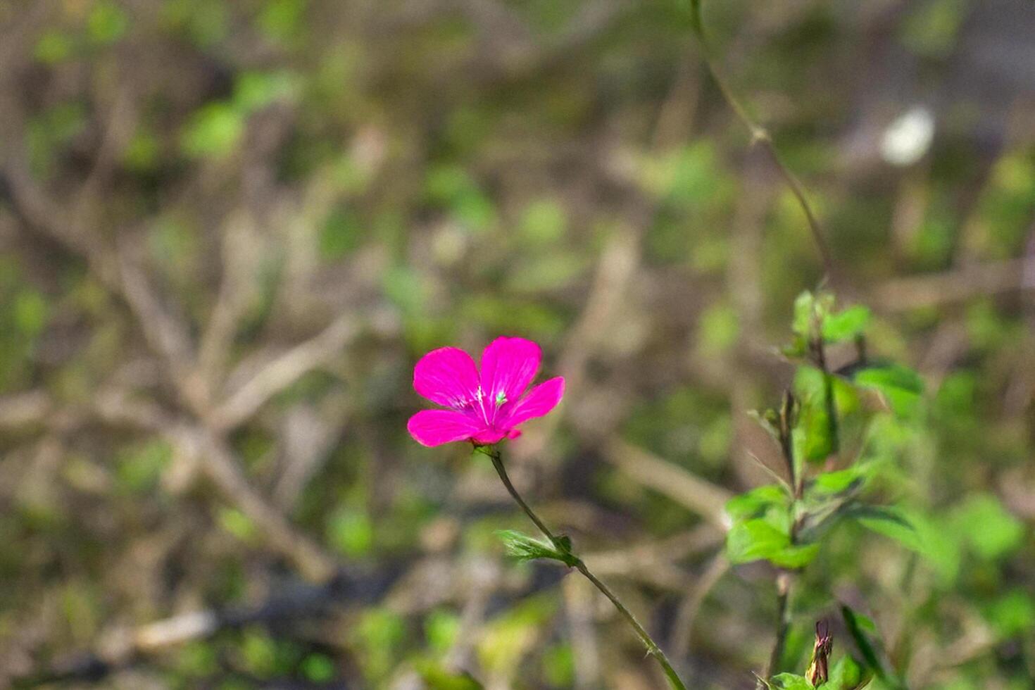 Pink wildflower blooms in meadow, spring photo