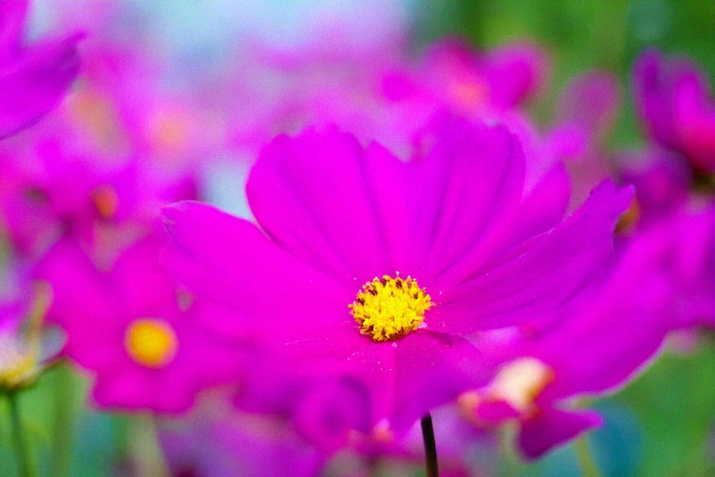 Vibrant pink cosmos bloom garden closeup photo