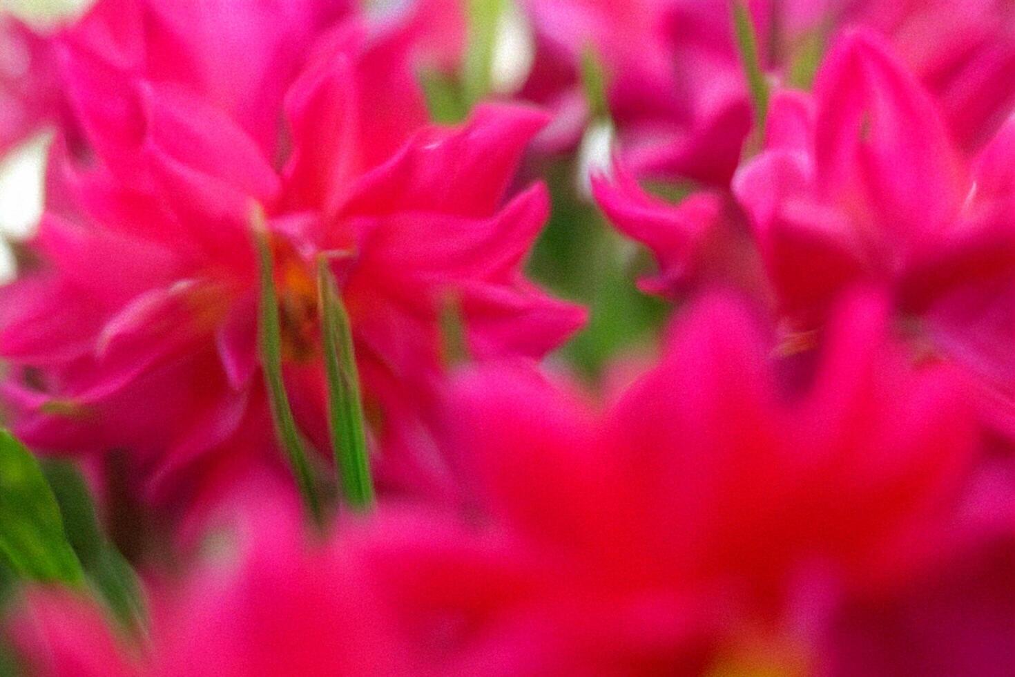 Pink flowers blooming, garden blur, spring, vibrant, background photo