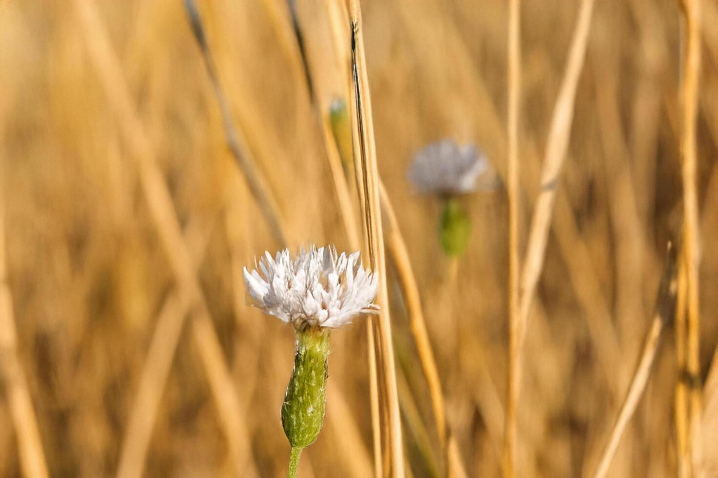 White flower blooming, dry grass field, summer sun, nature background, website design photo