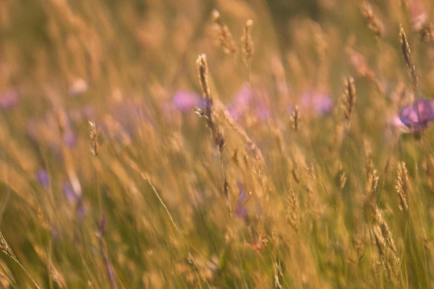 Golden Hour Meadow, Wildflowers Swaying, Sunlight, Rural Background photo
