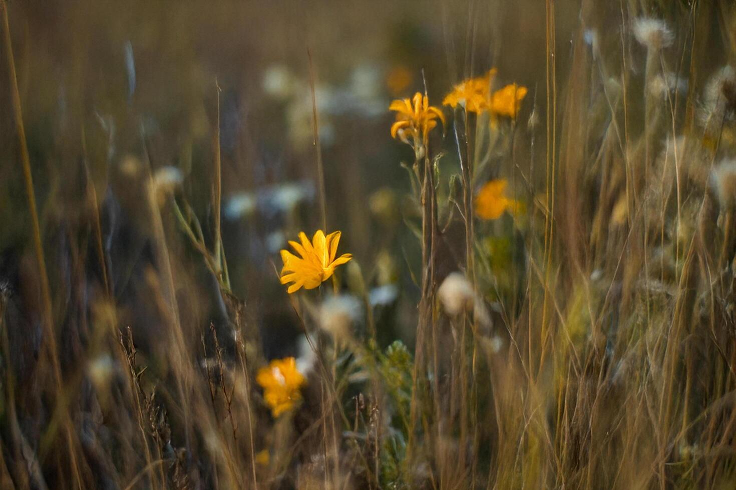 Golden wildflowers bloom in autumn field sunset photo
