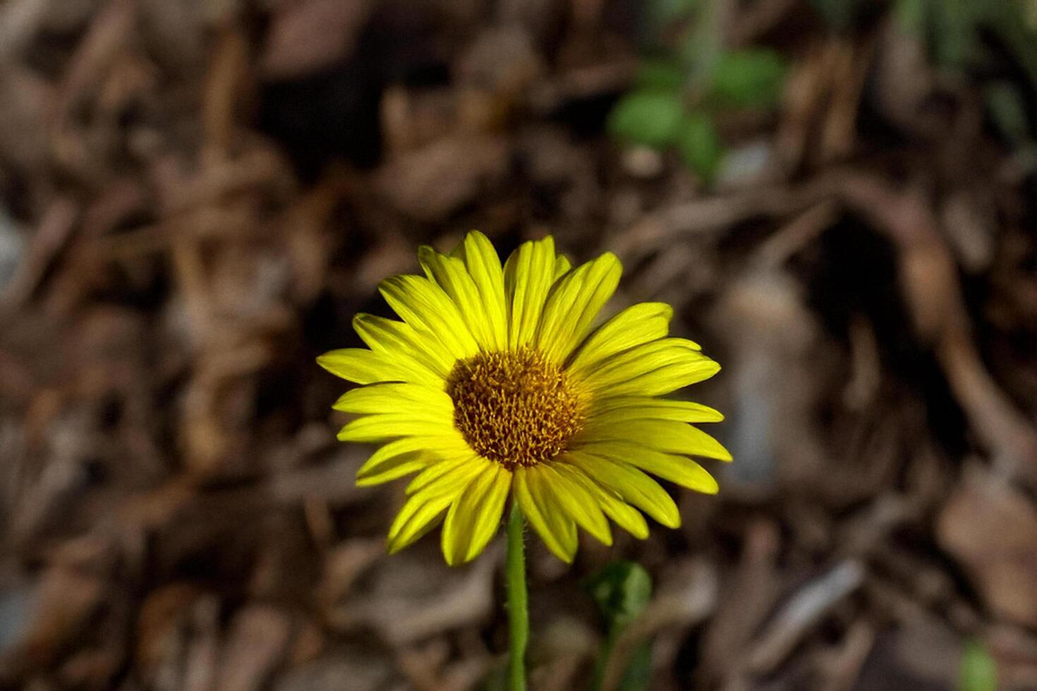 Yellow daisy blooming, garden mulch background, spring photo