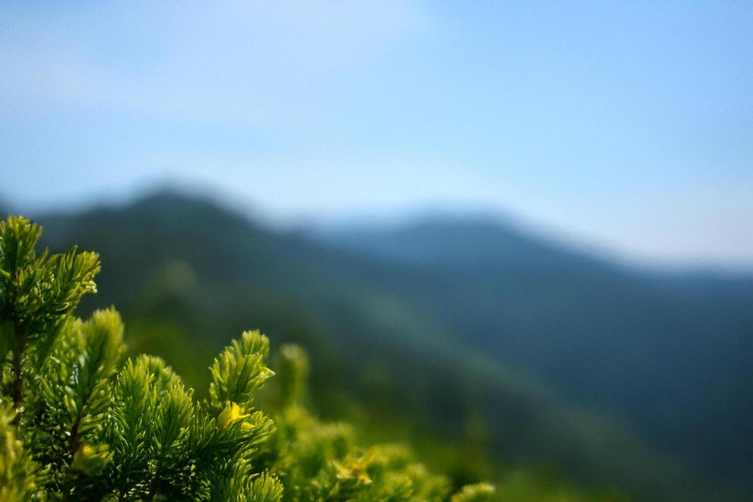 Mountaintop evergreen closeup, hazy hills backdrop photo