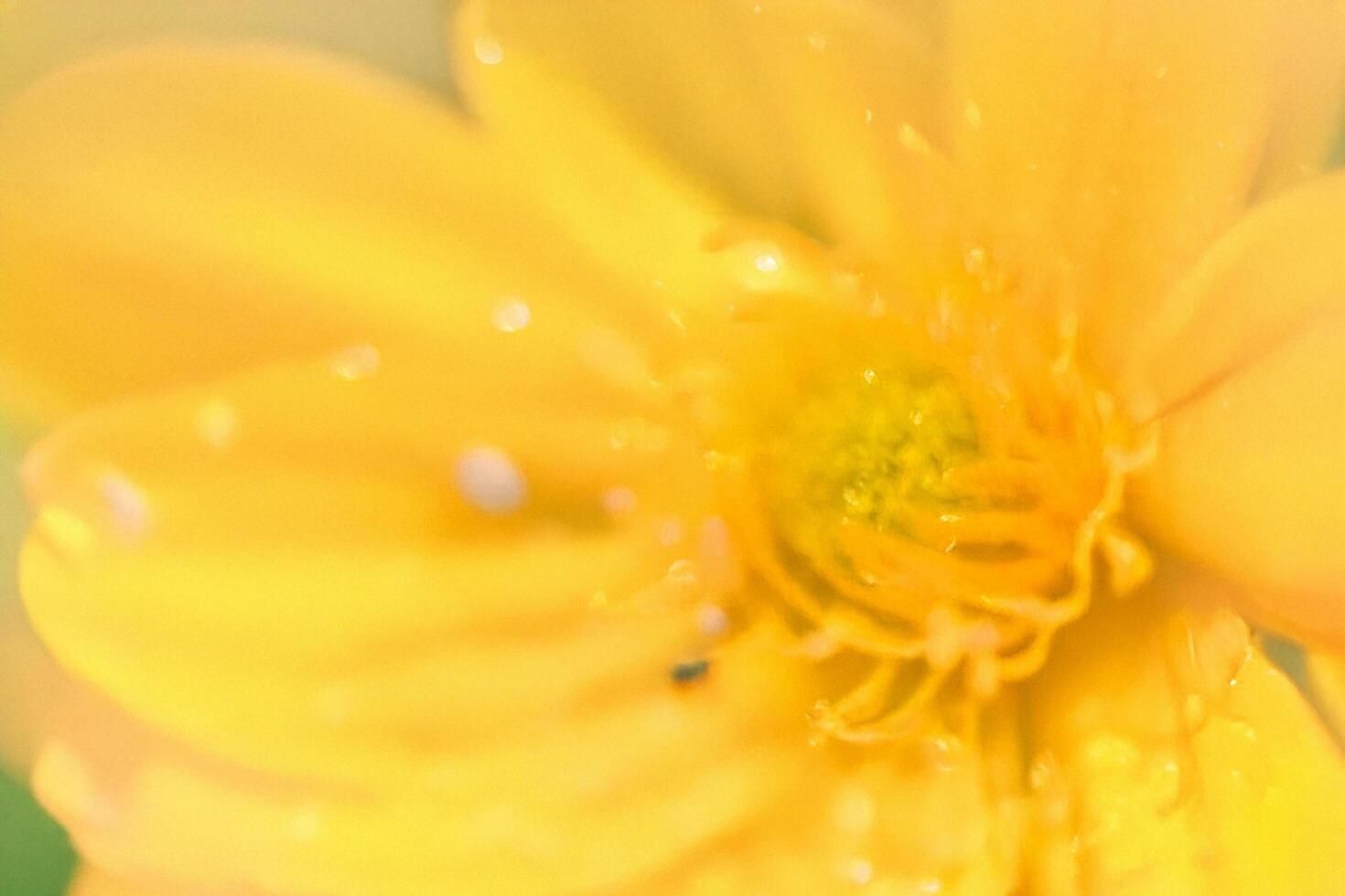 Dewy yellow flower macro shot, soft focus background, nature, spring photo