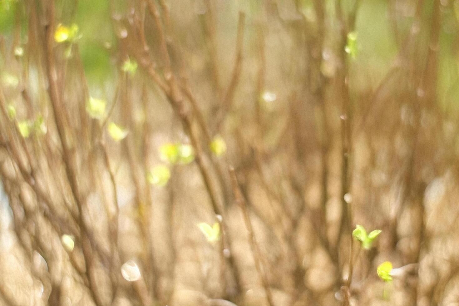 Spring buds sprouting, garden bokeh, sunlight, blurred background, nature website photo