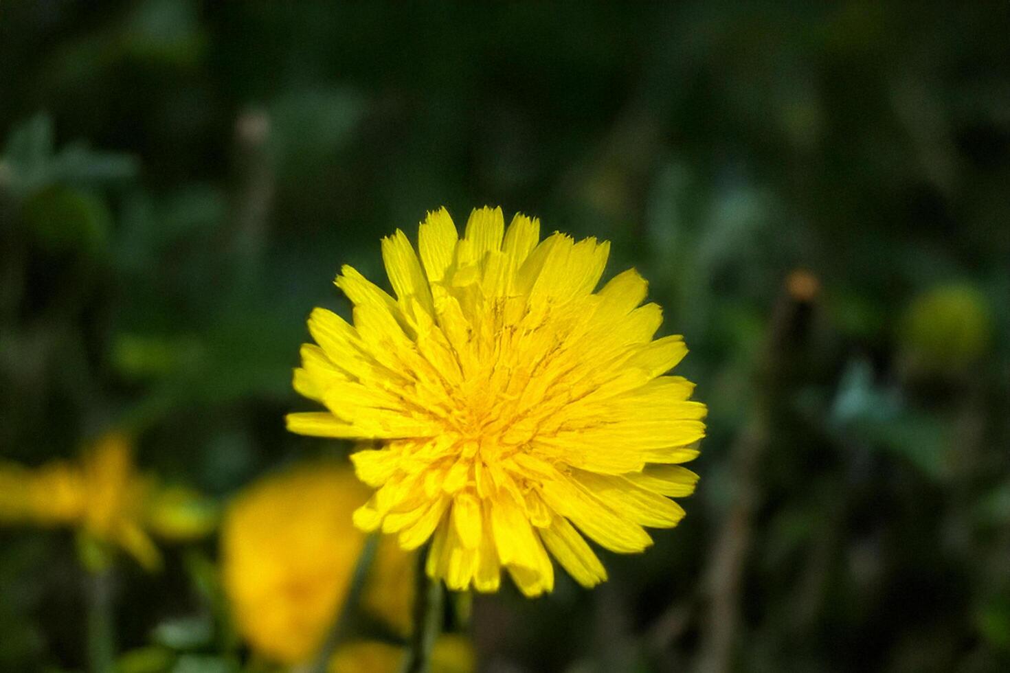 Yellow dandelion field close-up, sunny day photo