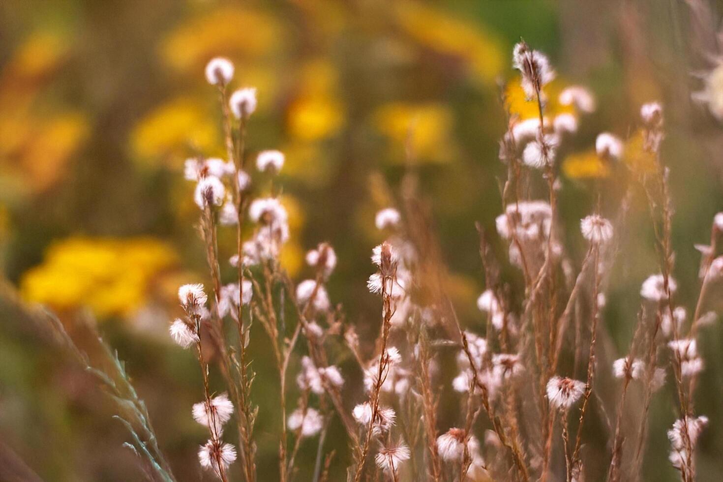 White Flowers Meadow Autumn Sunset Blurred Background photo