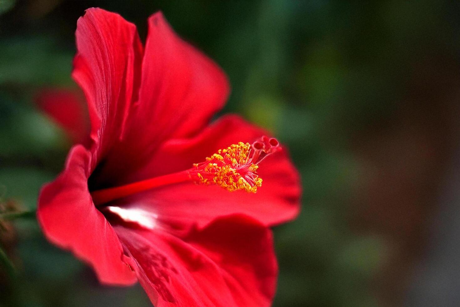 Red hibiscus blooming, garden background, nature photography, floral design photo