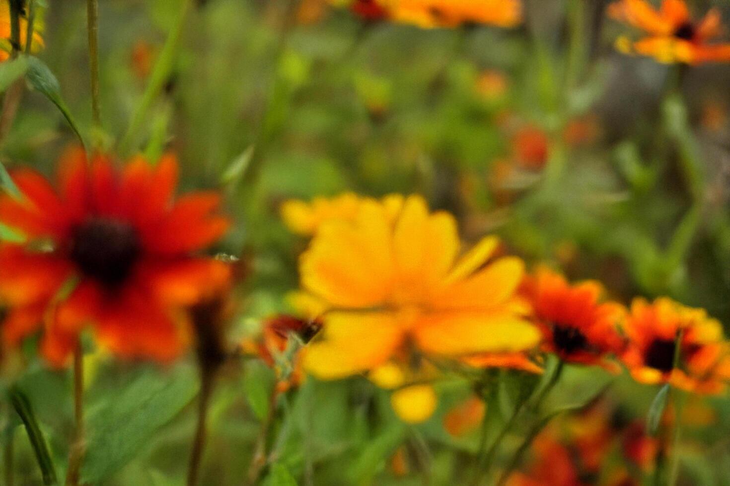 Orange and red wildflowers meadow, blurred background, nature photography photo