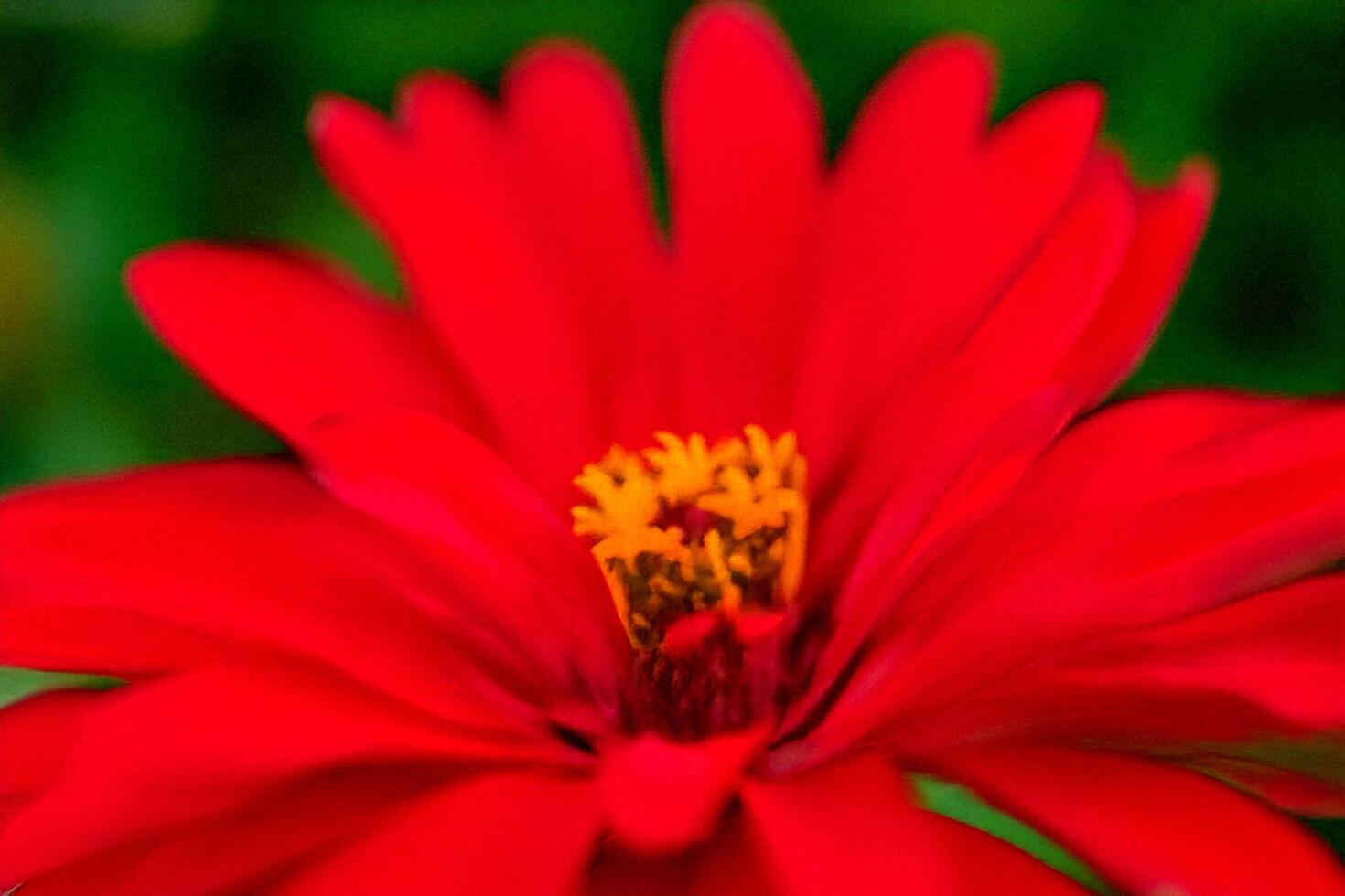 Red Zinnia Close-up, Garden Bloom, Blurred Background photo