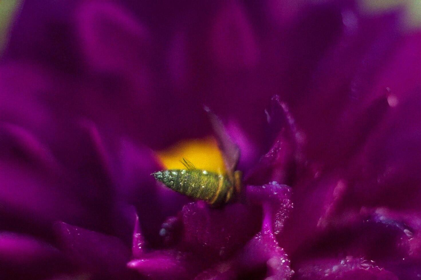 Tiny insect pollinating purple flower macro photo