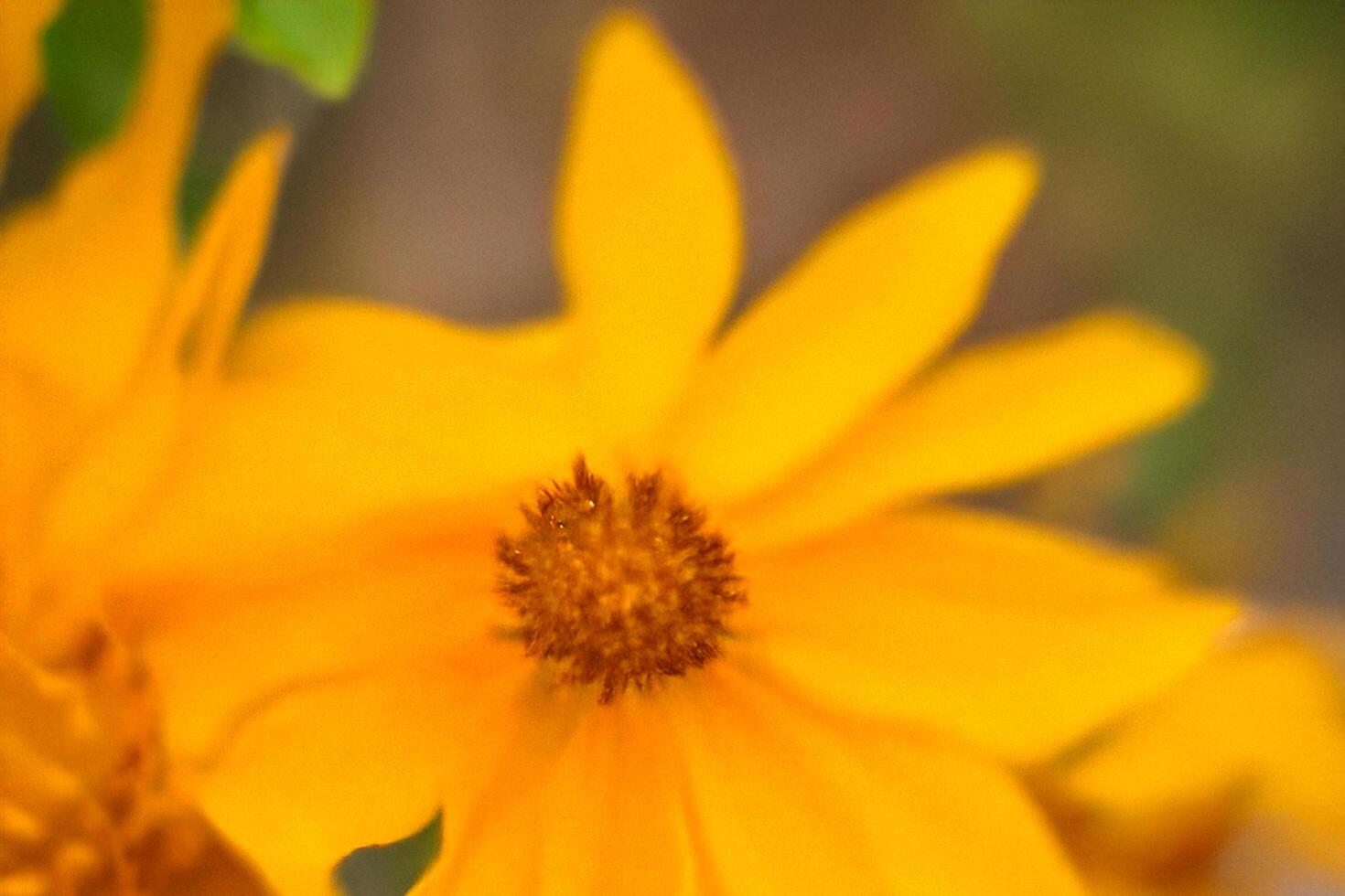 Close-up Yellow Flower Bloom Garden Soft Focus photo