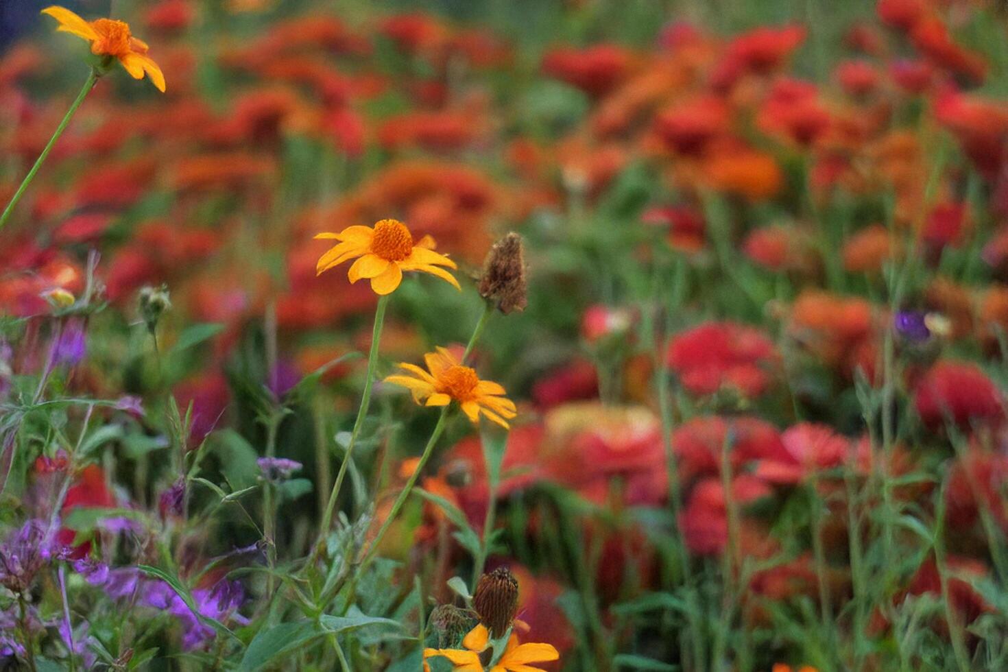 Butterfly on flower, garden, vibrant blooms, blurred background, nature photo