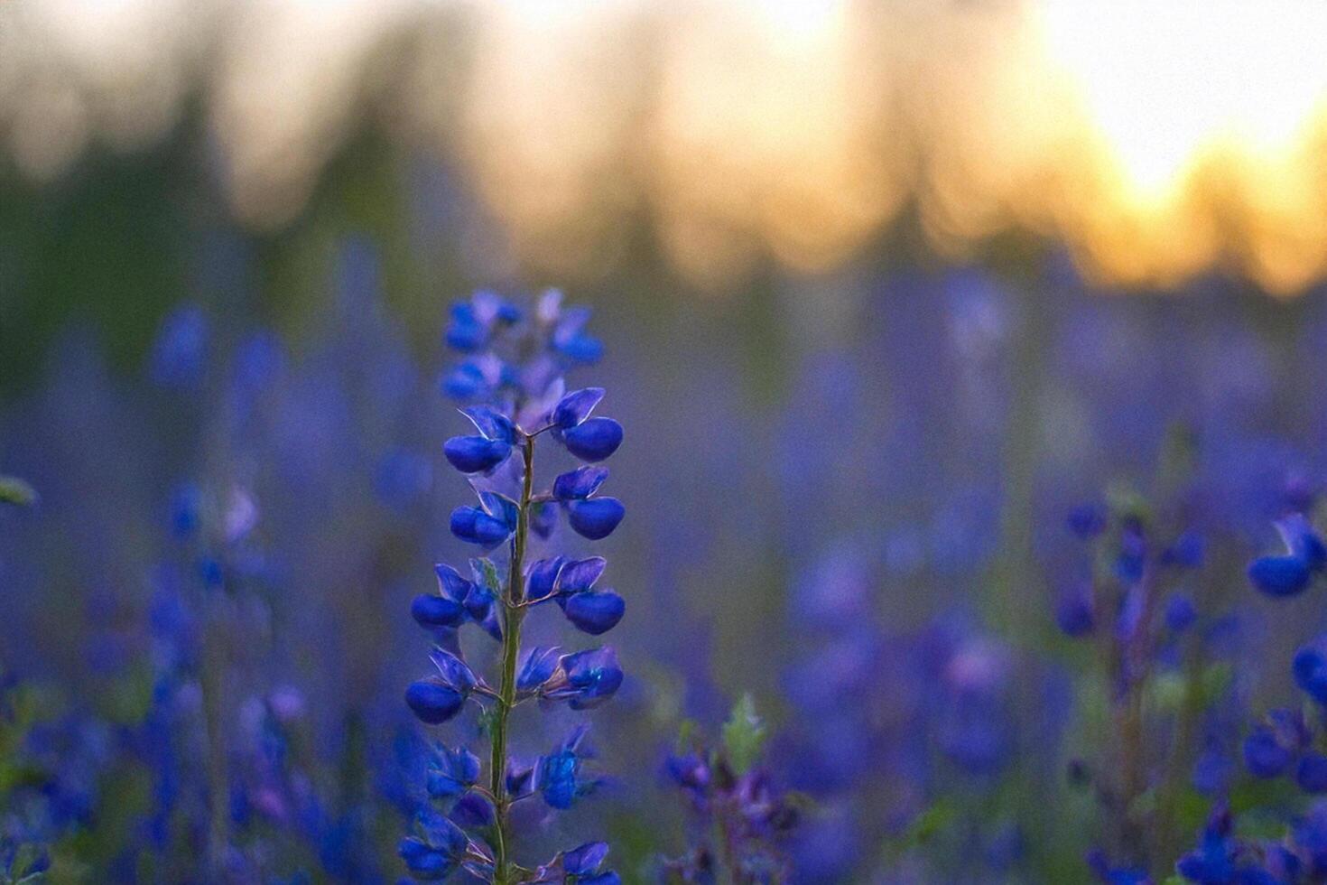 Sunset Lupine Field, Blooming Flowers, Nature photo