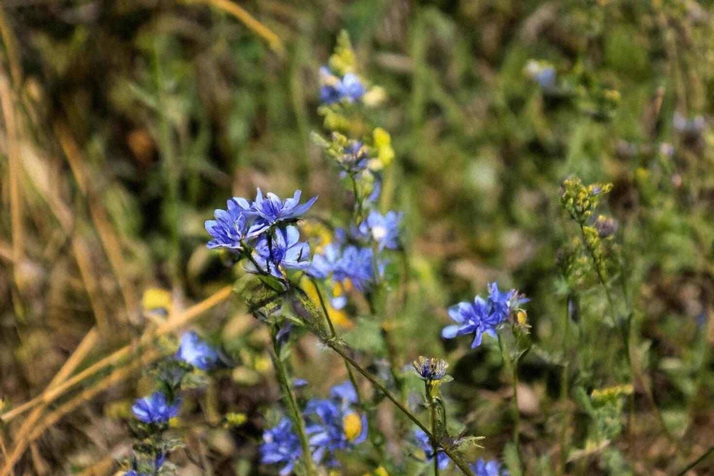 Blue wildflowers bloom in meadow, blurred background photo